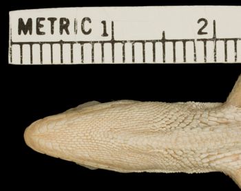 Media type: image;   Herpetology R-156204 Aspect: head ventral